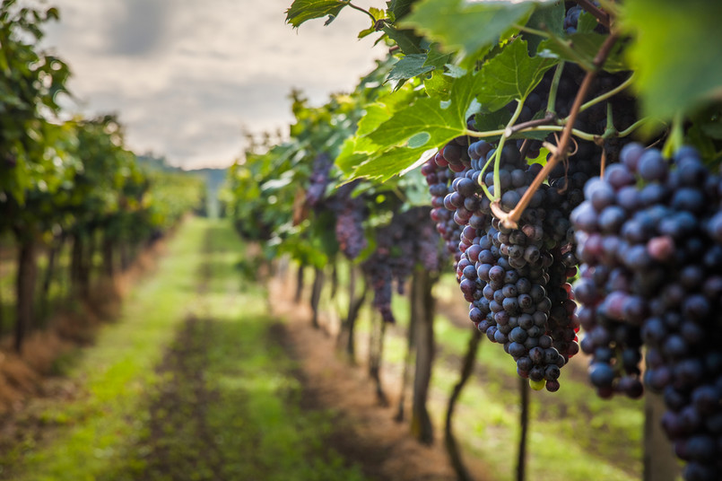 Wino dobrze komponuje się z… paliwem rakietowym