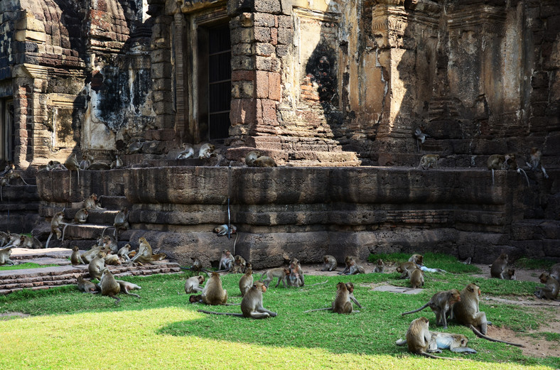 Małpy przy świątyni Phra Prang Sam Yot w Lop Buri