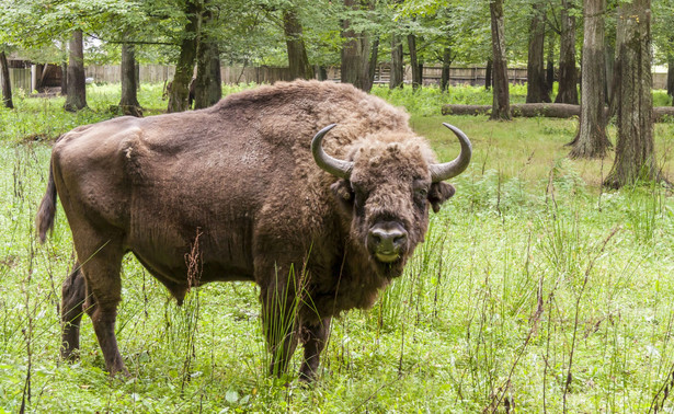 Dyrektor Białowieskiego Parku Narodowego odwołana, bo nie zgodziła się na odstrzał żubrów? Jest stanowisko resortu Szyszki