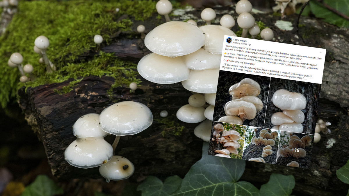 W lasach pojawił się "porcelanowy grzyb". To prawdziwy skarb dla zdrowia