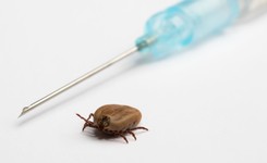 Kto powinien zaszczepić się przeciwko kleszczowemu zapaleniu mózgu?