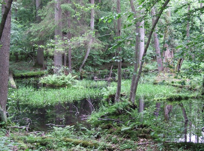 Uroki Puszczy Białowieskiej © www.tydecydujesz.org Fot. Jacek Winiarski