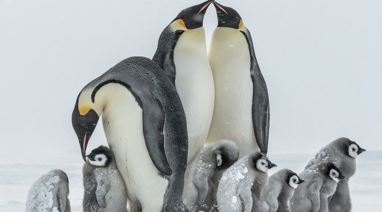 Császárpingvin-fiókák ezrei vesztek a tengerbe egy viharban / Fotó:Northfoto