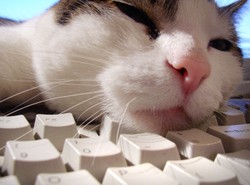 Kot oskarżony o ściąganie pornografii