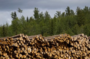 Do sporu o Puszczę Białowieską włącza się Komisja Europejska