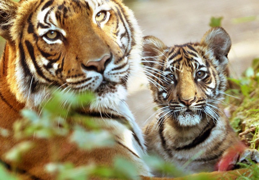 U svetu je poznato oko 1,8 miliona životinjskih vrsta