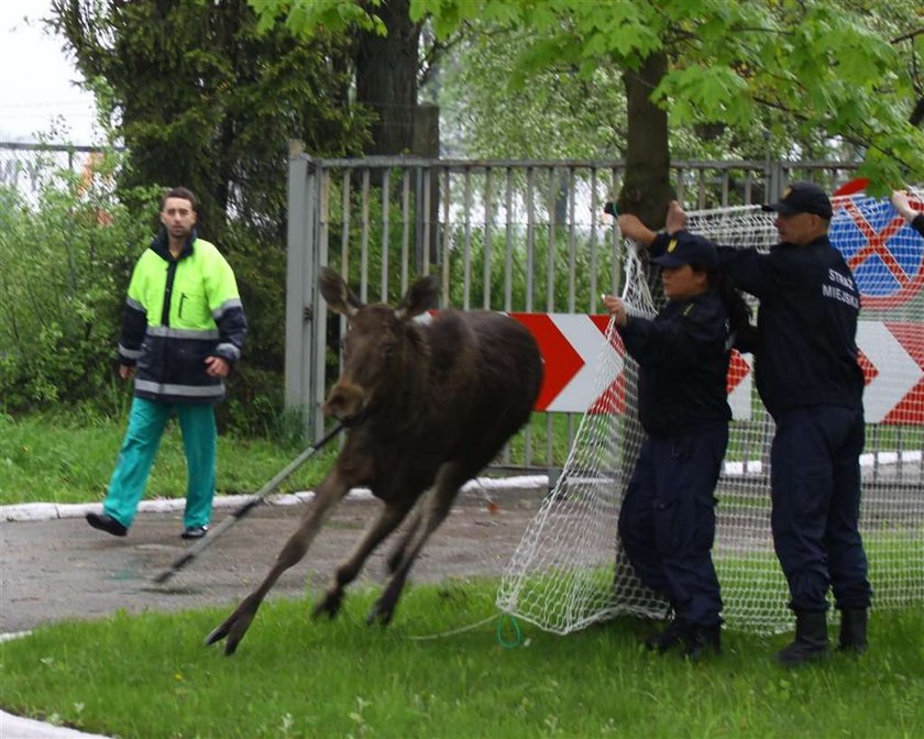 Łoś przyszedł na policję