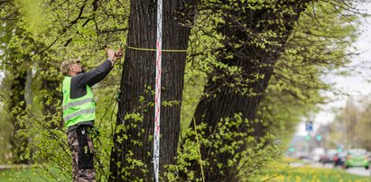 Zbadają 112 lip z Wielkiej Alei