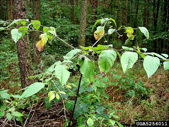 Wilcza jagoda, Atropa belladonna