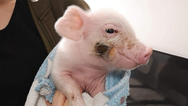Opolskie: pojechali ratować psy, uratowali świnkę, którą nazwali Peppa