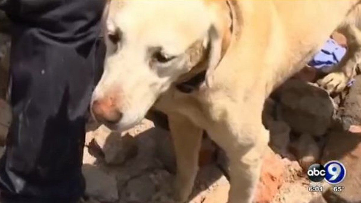 609662_pas-printskrin-je-iz-ovog-abc-news-videa