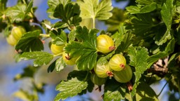 rozsyp pod krzakami agrestu. latem będą się uginać od owoców