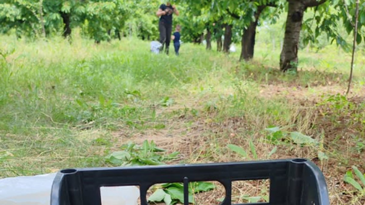 Milan Dinčić Dinča sa sinom u berbi