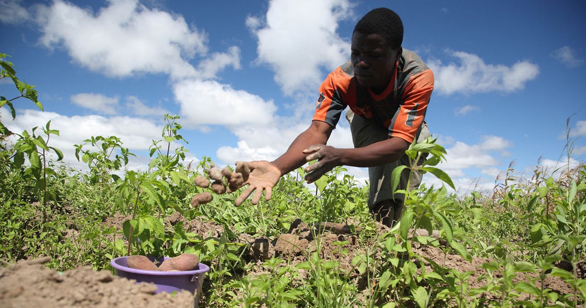 Zimbabwe just bet big on its farmers with the introduction of new regulations