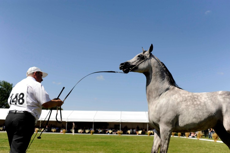 Z nastaniem nowego tysiąclecia aukcję nazwano Pride of Poland. Aukcja oraz towarzysząca jej tzw. silent sale stanowią część rozgrywającej się Dni Konia Arabskiego