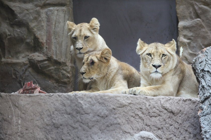 Lew pogryzł lwicę w gdańskim zoo