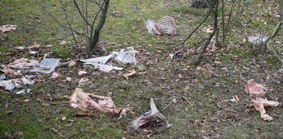 Makabra pod Środą Wielkopolską. W lesie znaleziono szczątki kilkudziesięciu owiec