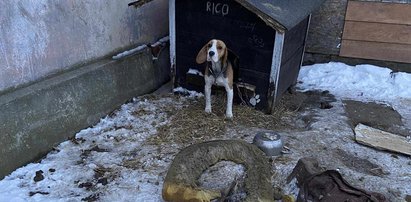 Przeprowadzali akcje darmowych szczepień dla zwierząt. Przerażające, co zastali i czego się dowiedzieli