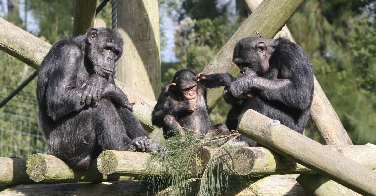 The discovery of menopause in chimpanzees deepens the mystery surrounding its existence