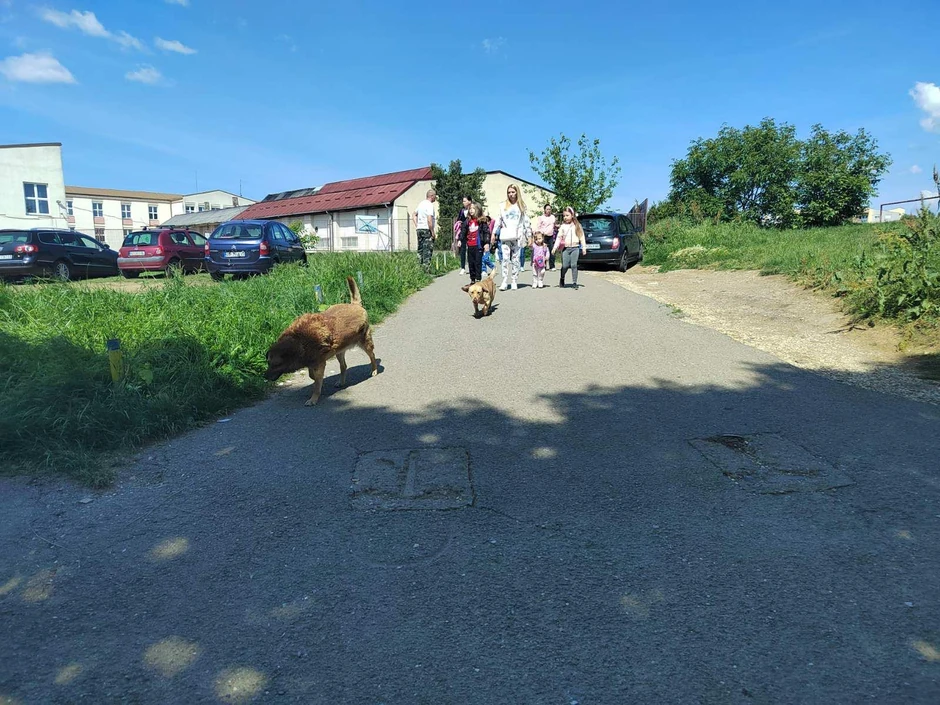 Čopor pasa - Mladenovac