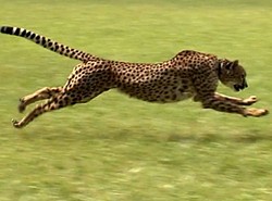 Ta kocica pokonała Usaina Bolta