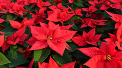 Gwiazda betlejemska marnieje? Sprawdź, czy prawidłowo o nią dbasz