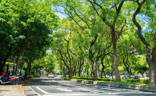 Miks drzew w mieście najlepiej oczyszcza powietrze