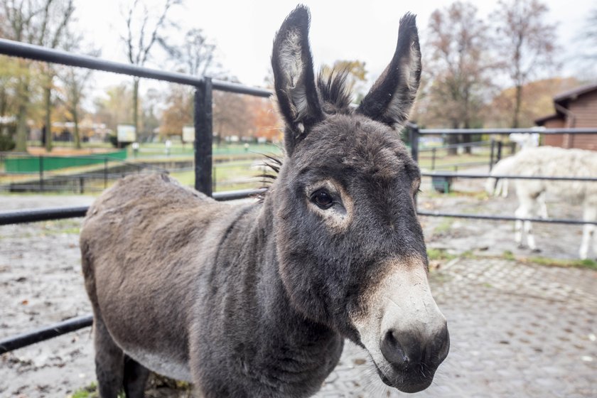 Osioł Michał skończył 15 lat