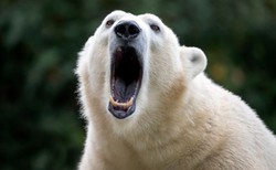 Niedźwiedź polarny zaatakował francuską turystkę. Zwierzę zabito