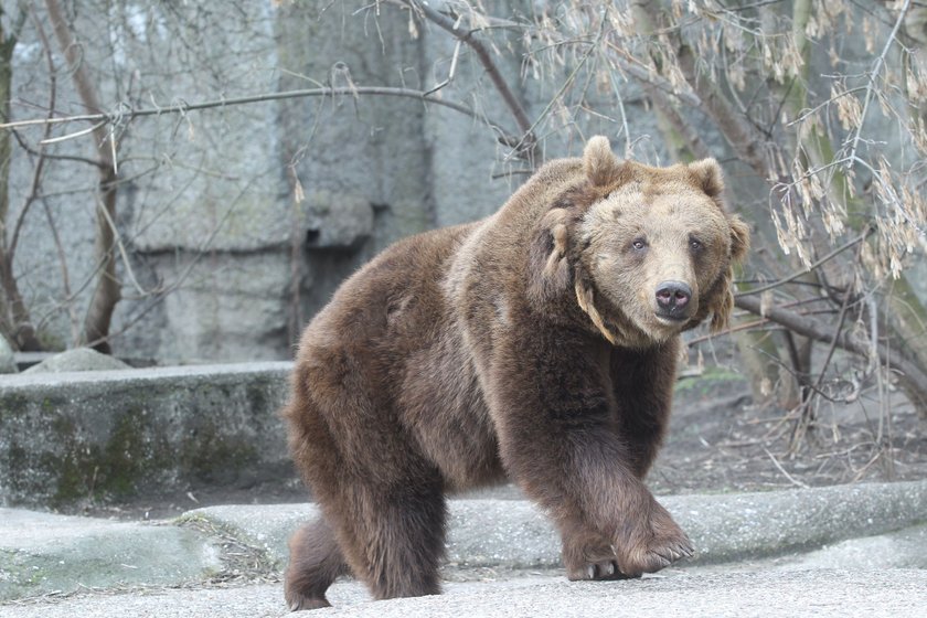 Drażnili misia w zoo