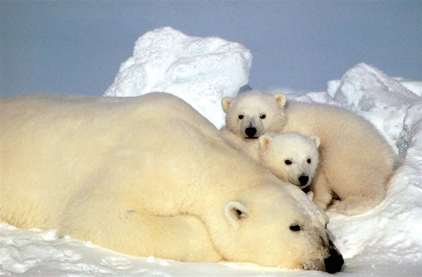 Ursus maritimus, niedźwiedź polarny, miś polarny