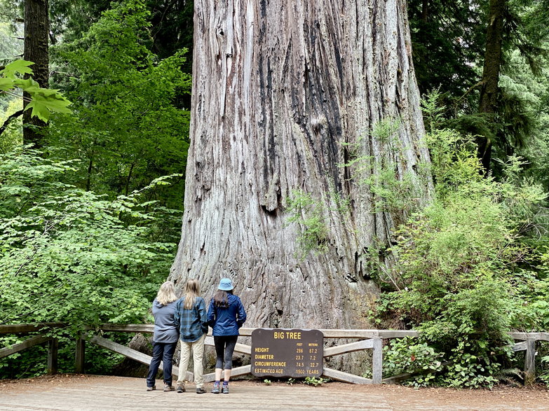 Sekwoja w Parku Stanowym Redwoods