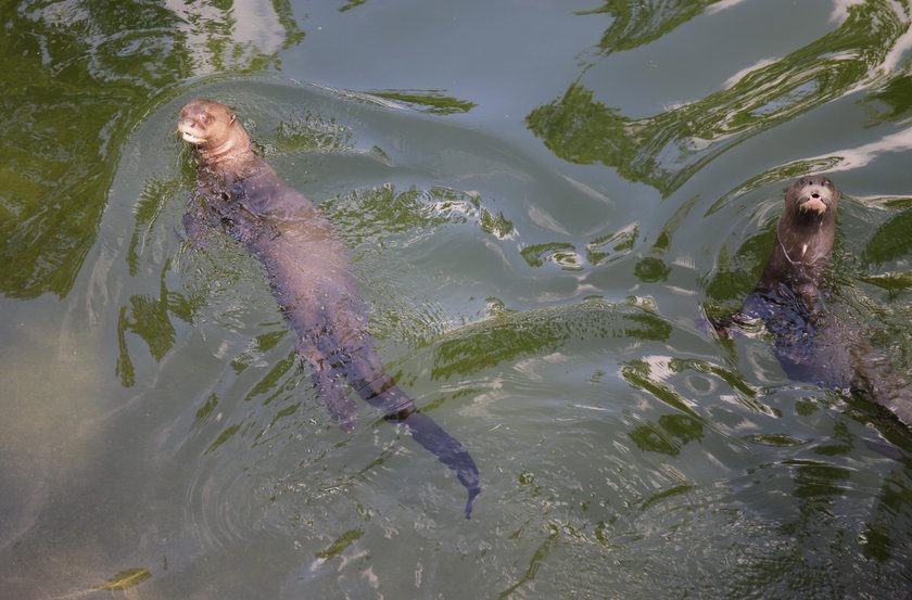 Zakochane wydry mieszkają w łódzkim zoo. Czy będą z tego dzieci? 