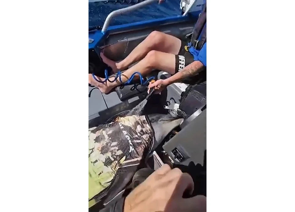 Ribari su delfina do obale prskali vodom jer nisu mogli sami da ga vrate u vodu