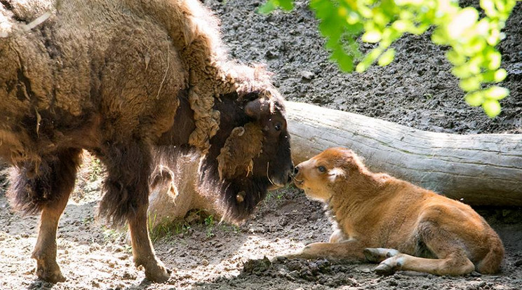 A Nyíregyházi Állatpark legkisebb amerikai bölénye mindössze másfél hete született meg/ Fotó: Nyíregyházi Állatpark