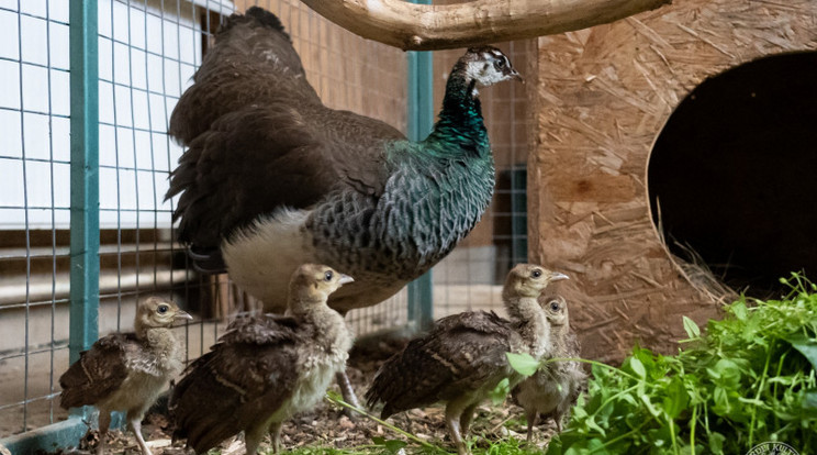 Négy csibével bővült a debreceni állatkert kékpáva-családja / Fotó: Debreceni Állatkert