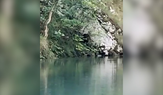 Ribolovci na Perućcu snimili mrkog medveda