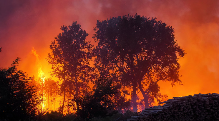 Tűzoltók oltják 2022. július 13-án az Izsák és Soltszentimre közötti erdőben délután keletkezett tüzet. Mintegy ötven hektáron égett részben az aljnövényzet, részben a fák koronája. A tűzben egy ember életét vesztette / Fotó: MTI/Donka Ferenc