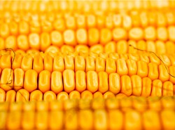 Geny same skaziły meksykańską kukurydzę