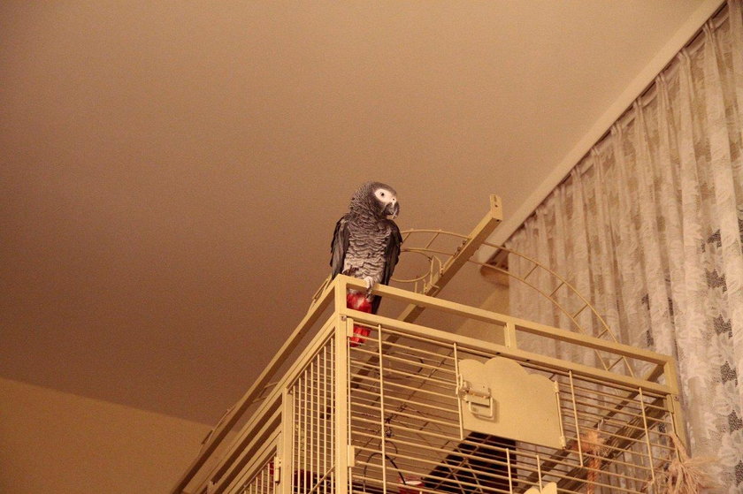 Hugo (6 l.), papużka z gatunku żako