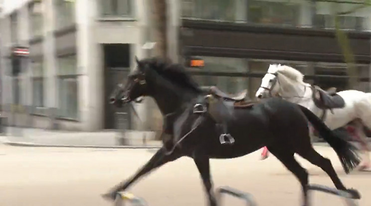 Egy rémült ló kocsiknak, egy másik pedig egy turistabusznak csapódott / Fotó: X/pillanatkép a videóból