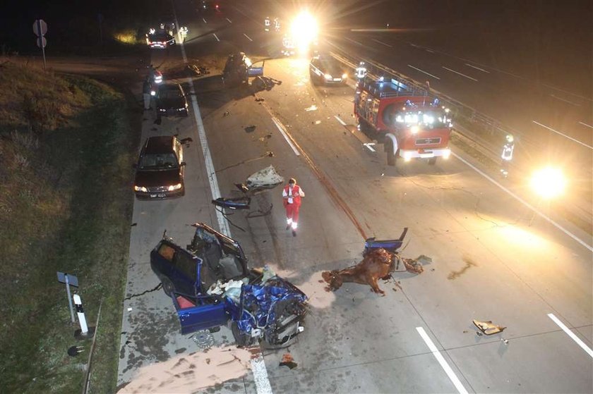 Końska jatka na autostradzie. Mocne zdjęcia