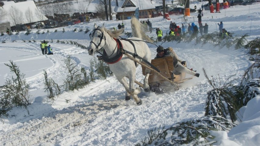 Wyścigi kumoterek 