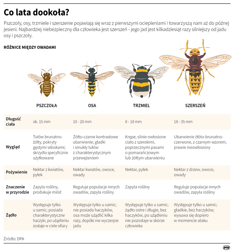 Jakie Znaczenie W Przyrodzie Ma Pszczoła Motyl I Trzmiel Pszczoła, osa, trzmiel, szerszeń - jak odróżnić? - Podróże