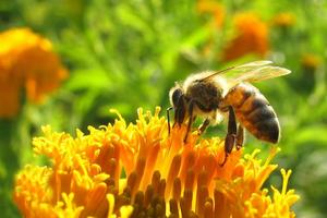 Crowdfundingowy miód Beesfundu