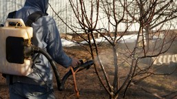 zrób ten oprysk w marcu. ogrodnicy potwierdzają, że chroni ogród przed chorobami przez cały sezon oprysk olejem parafinowym