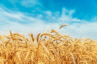 Jest zgoda KE na program polskiej pomocy publicznej dla sektora produkcji pszenicy