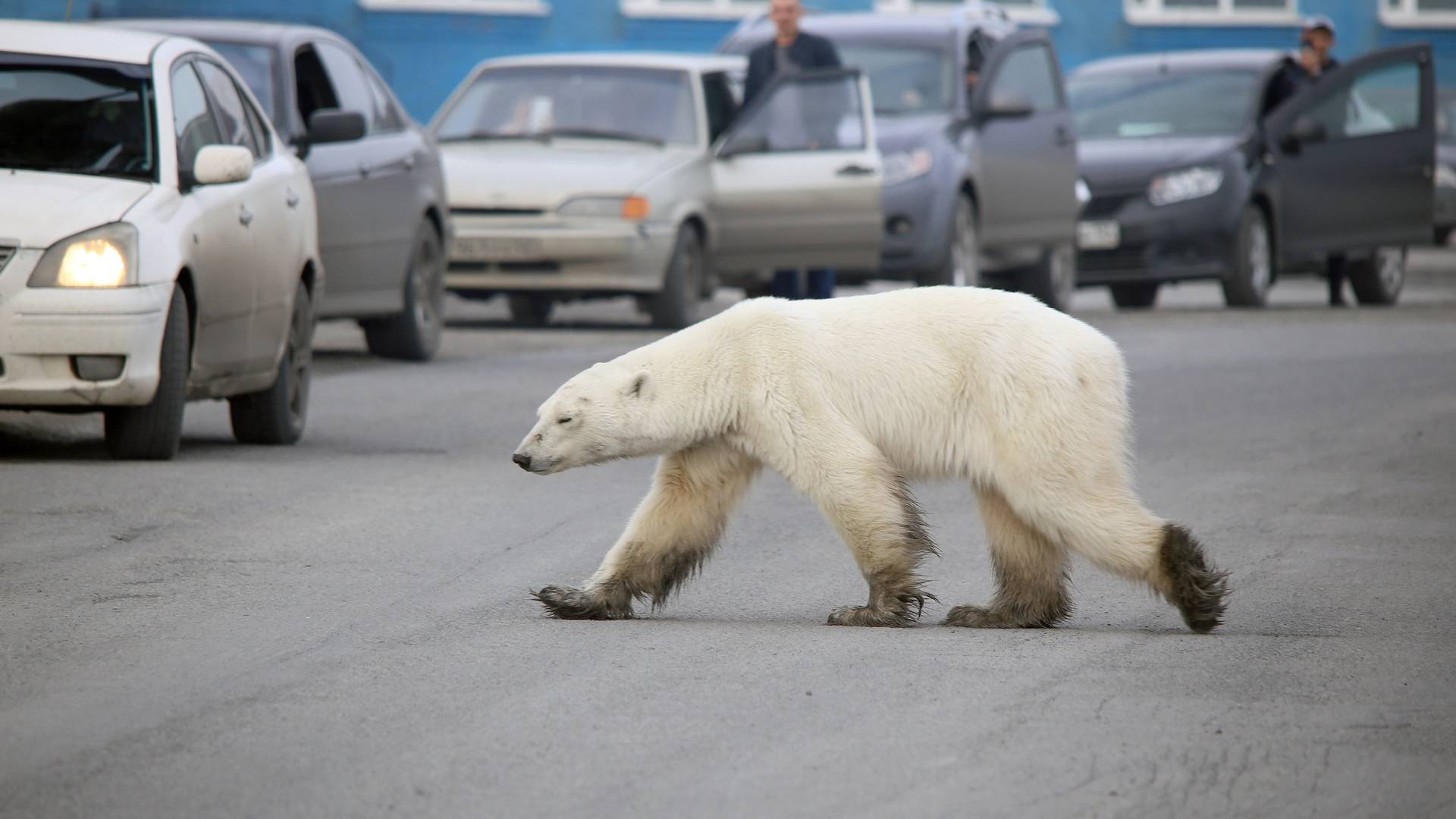 Priča o izgladnelom polarnom medvedu koji je ušetao u grad je tuga i samo tuga