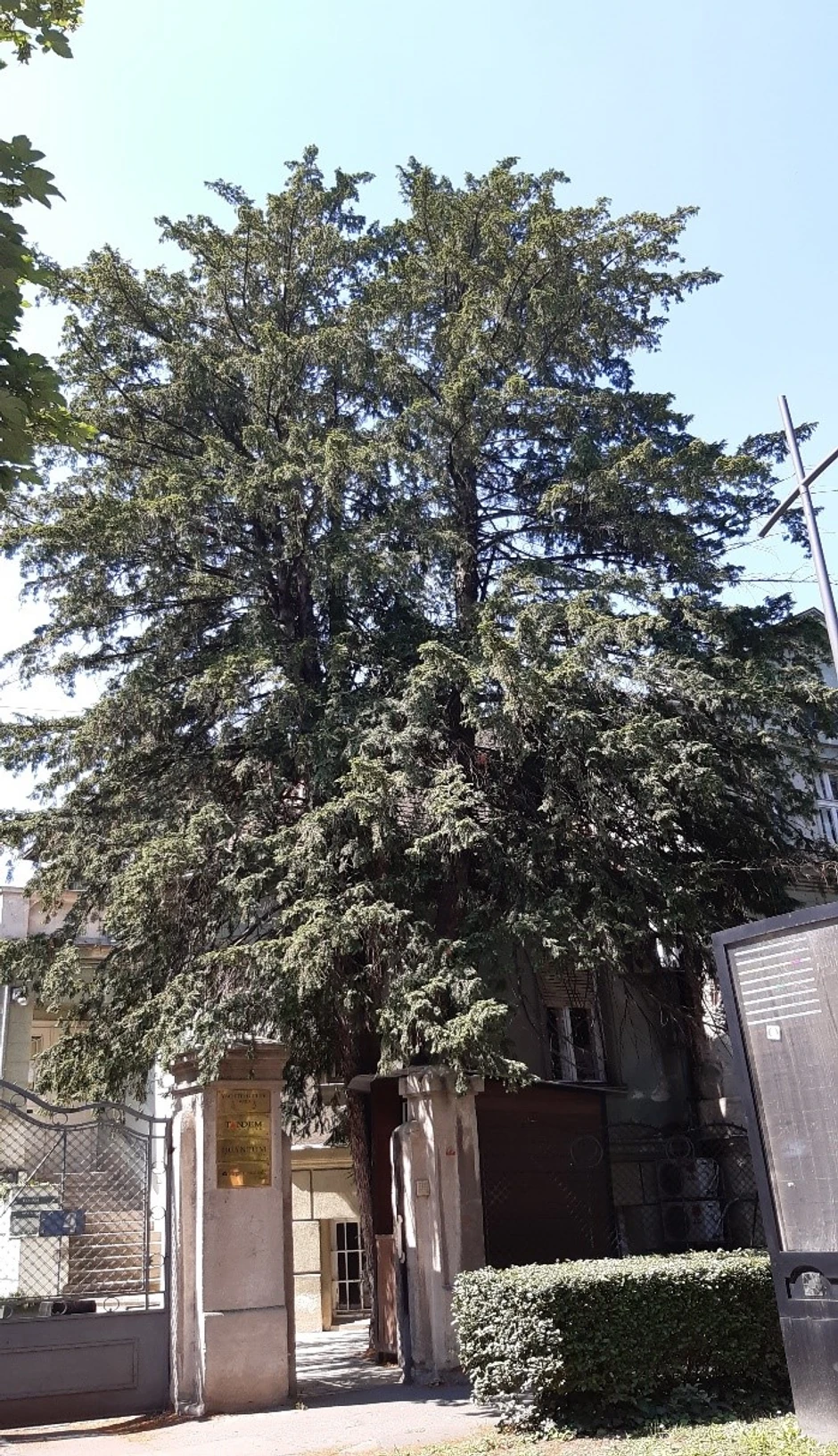 Stablo tise u ulici Miroslava Antića