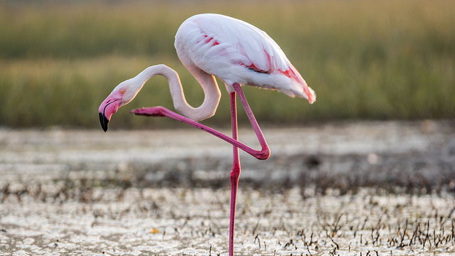 Két flamingó jelent meg Bács-Kiskun megyében